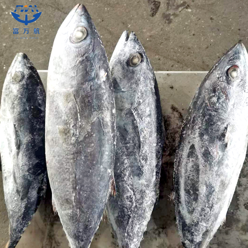 Low Fat Frozen Seafood Fish Bluefin Tuna