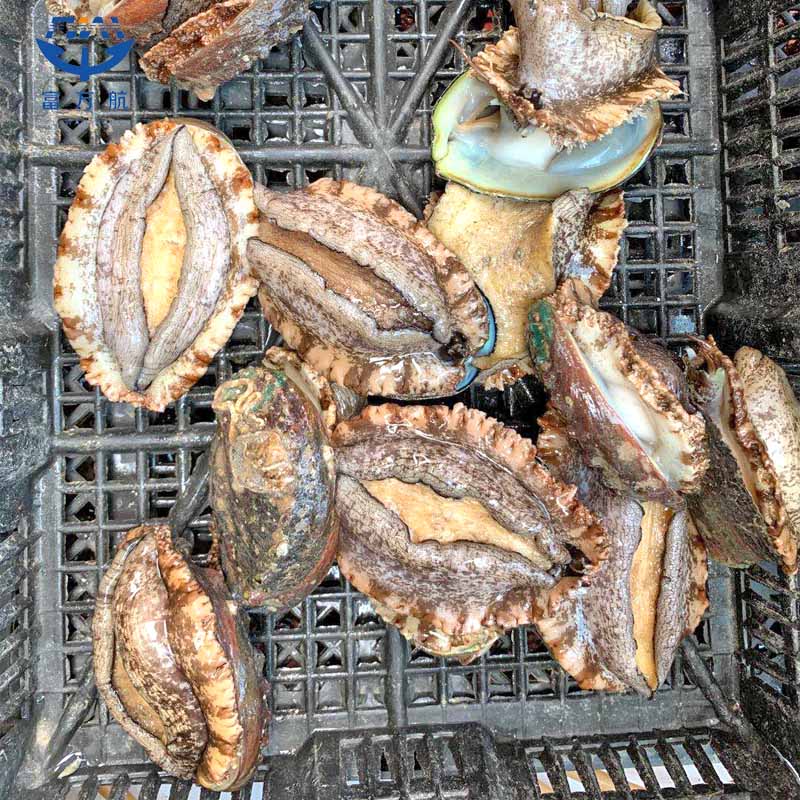 Frozen Seafood Abalone In Shell