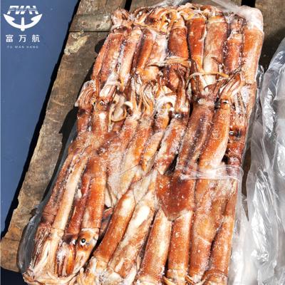Frozen Seafood Ghana Squid For Sale