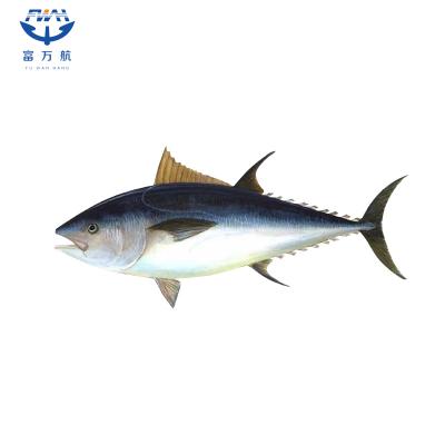 Low Fat Frozen Seafood Fish Bluefin Tuna