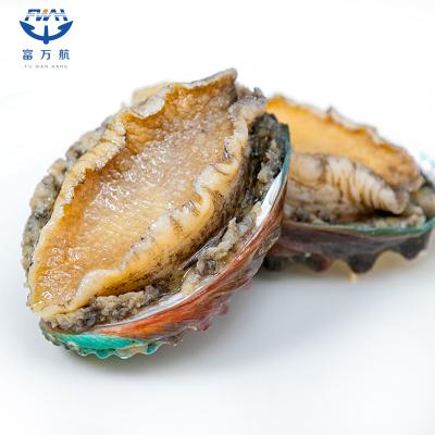 Frozen Seafood Abalone In Shell