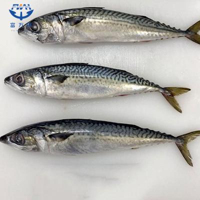Whole Round Fish Mackerel Wholesale With Factory Price
