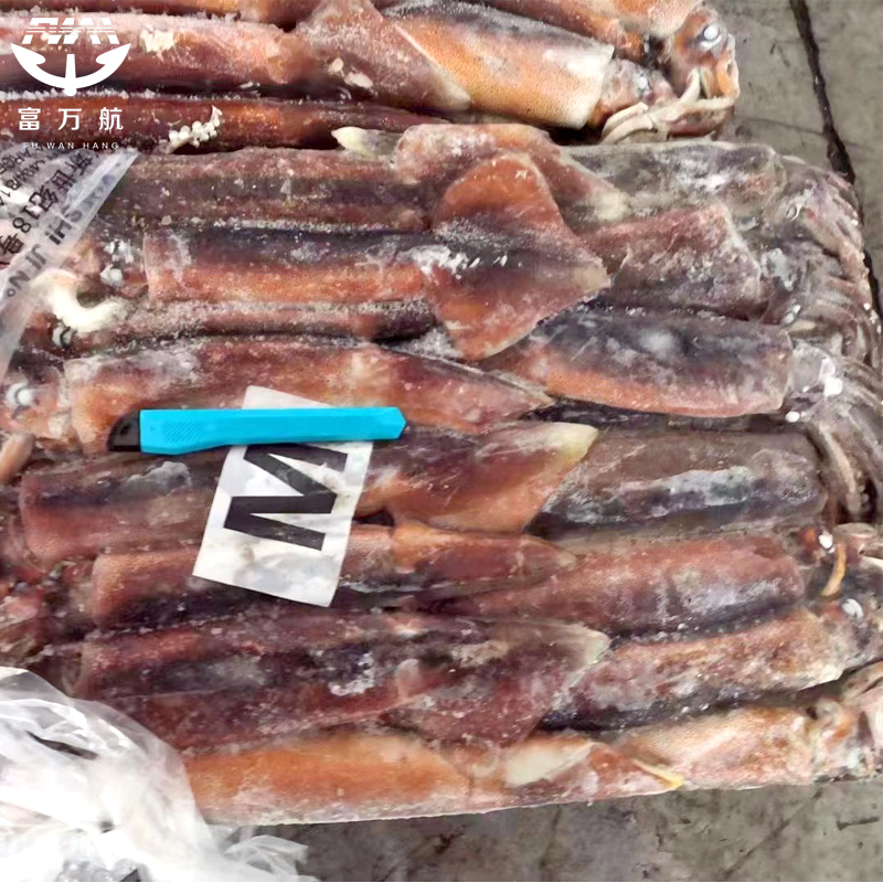 BQF illex squid raw whole squid