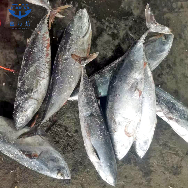 Low Fat Frozen Seafood Fish Bluefin Tuna