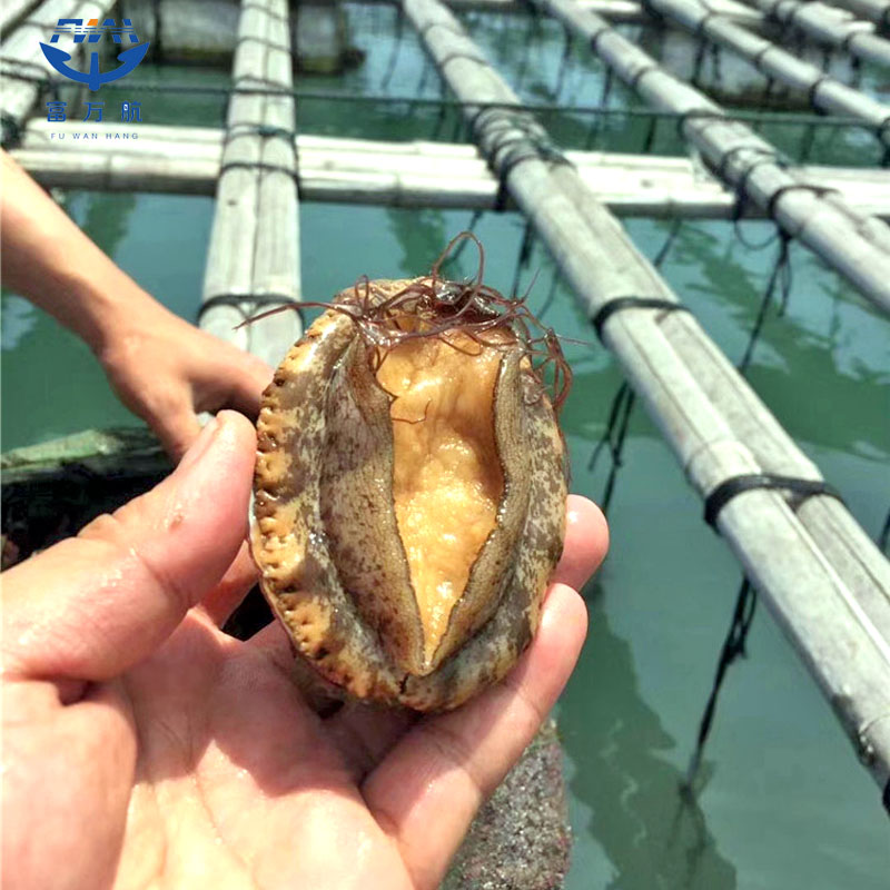 Frozen Seafood Abalone In Shell