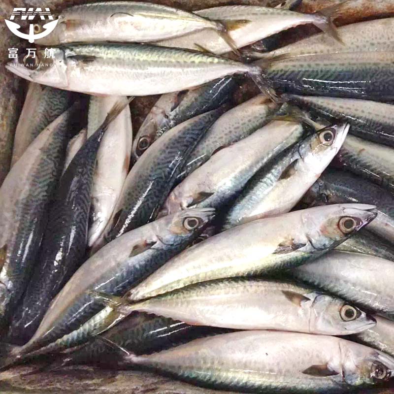 Whole Round Fish Mackerel Wholesale With Factory Price