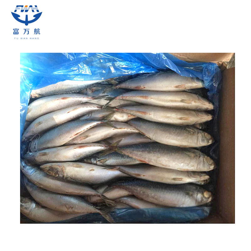 Whole Round Fish Mackerel Wholesale With Factory Price