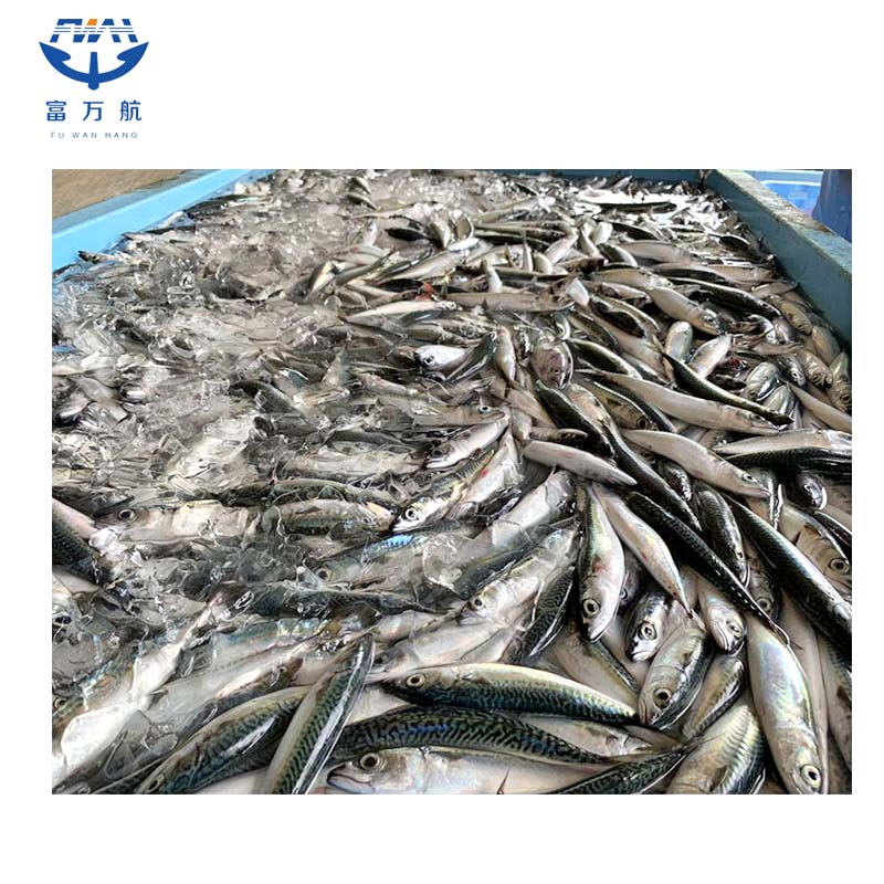 Whole Round Fish Mackerel Wholesale With Factory Price