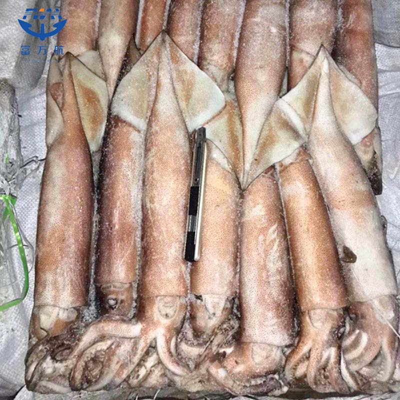 Whole Round Frozen North Pacific Squid