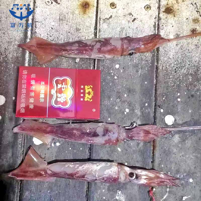 Whole Round Frozen North Pacific Squid