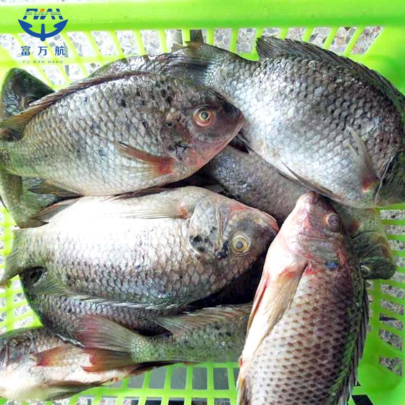 Frozen whole tilapia fish seafood manufacturer