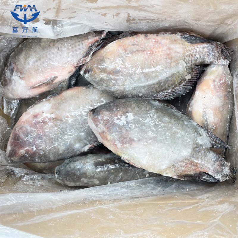 Frozen whole tilapia fish seafood manufacturer