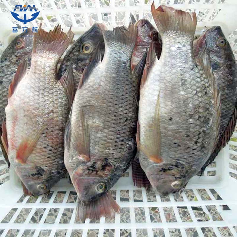 Frozen whole tilapia fish seafood manufacturer