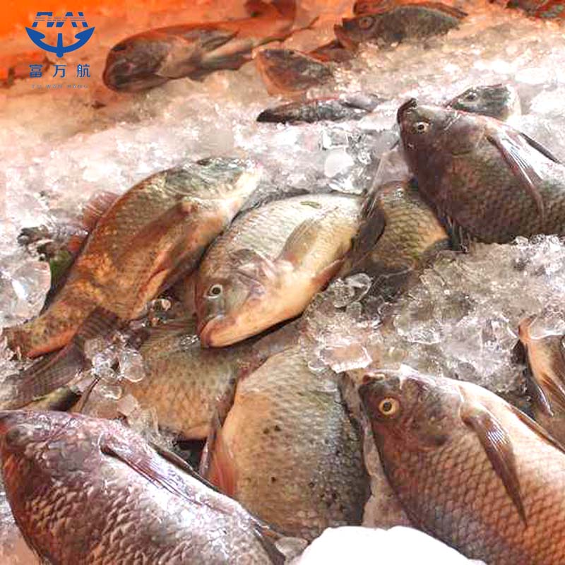 Frozen whole tilapia fish seafood manufacturer