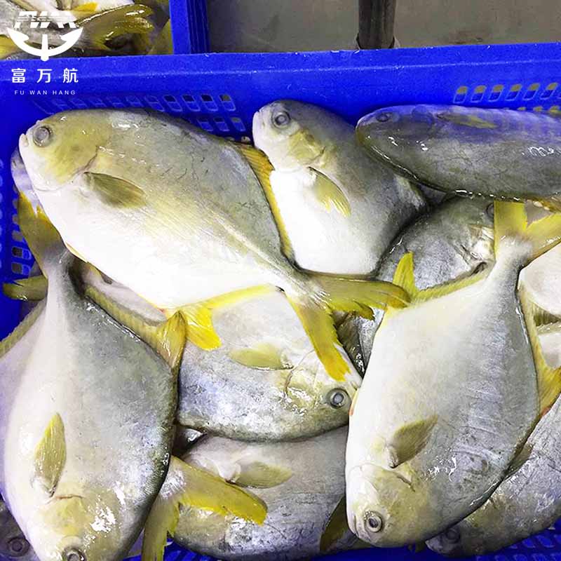 Frozen Fish Golden Pomfret Seafood