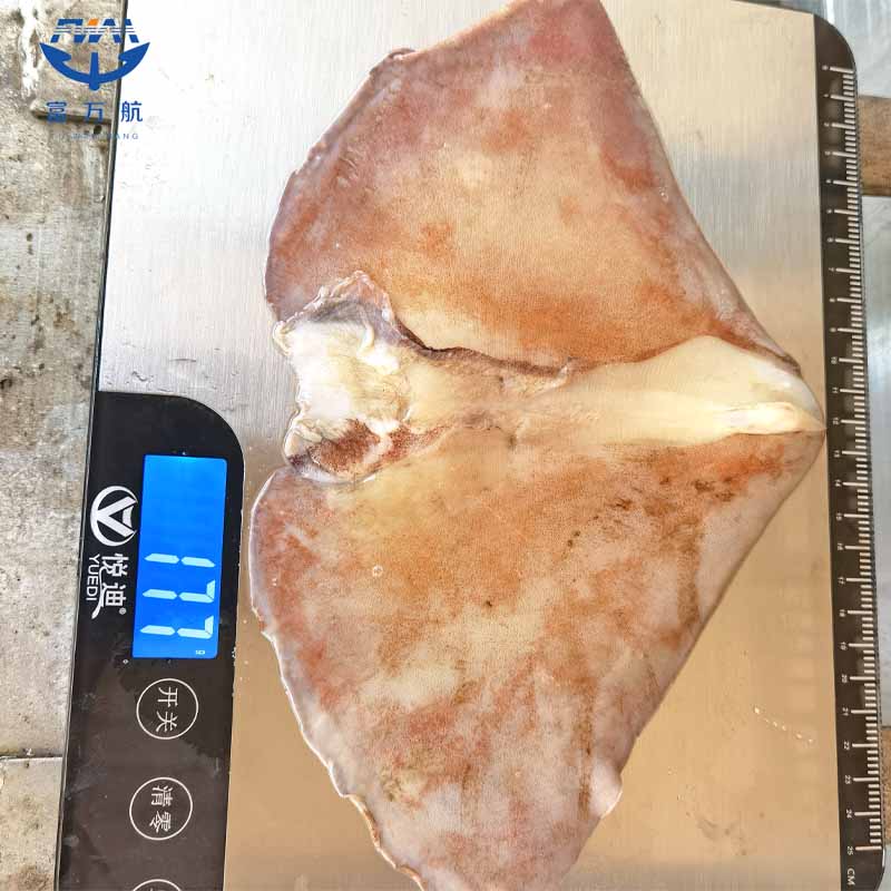 Frozen Seafood North Pacific Squid Wing