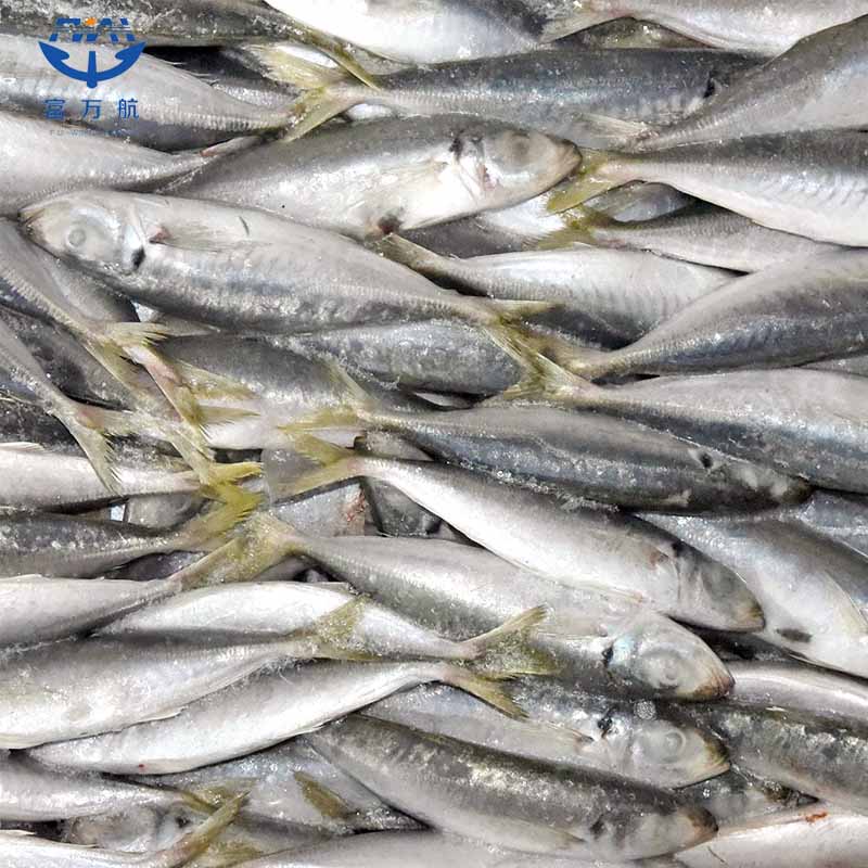 Frozen Fish Small Eye Scad Whole Round 