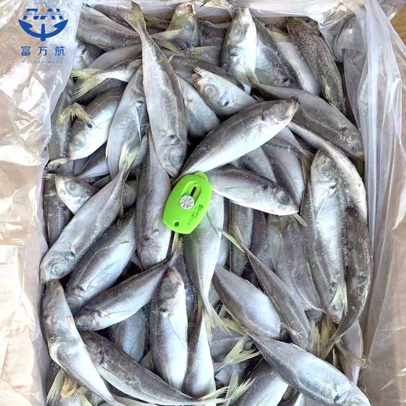 Frozen Fish Small Eye Scad Whole Round 