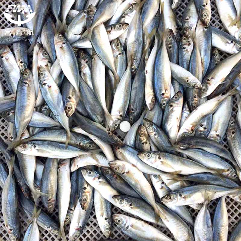 Frozen Fish Small Eye Scad Whole Round 