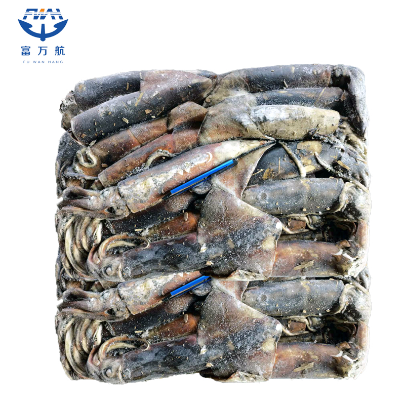 Frozen EquatorSquid Export