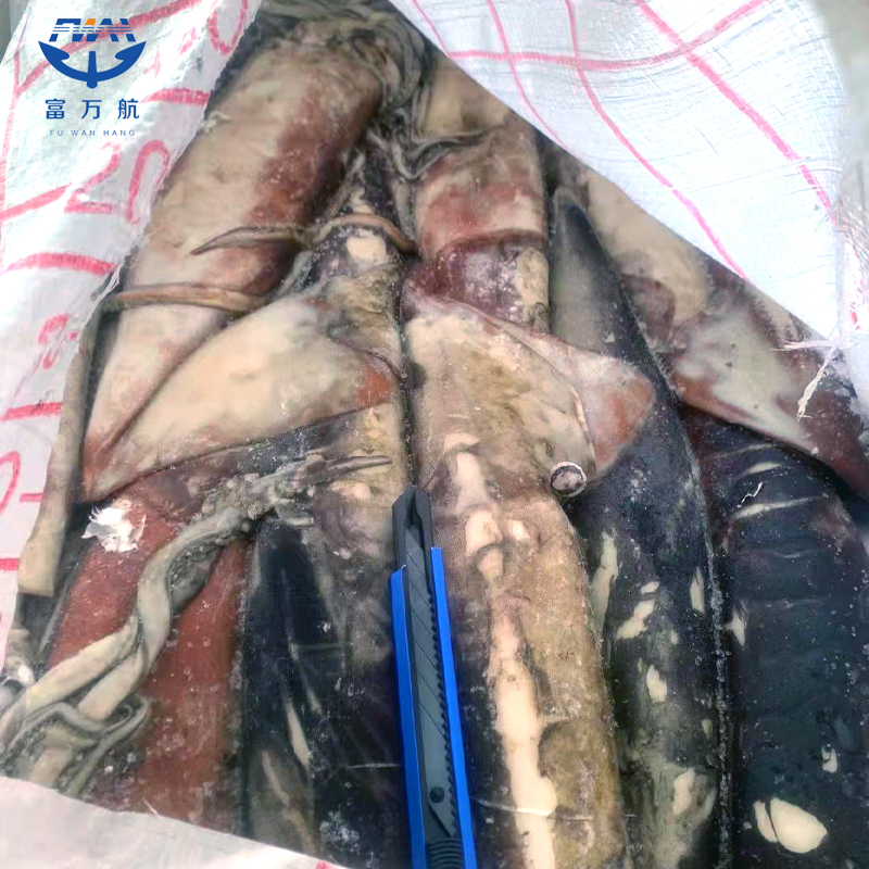 Frozen EquatorSquid Export