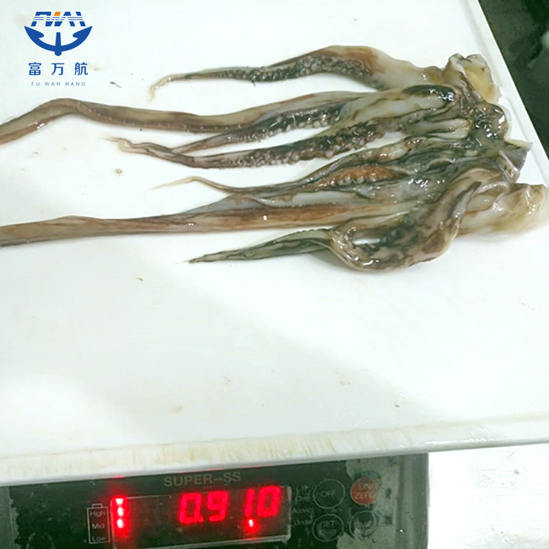 Frozen Equator Squid Tentacle