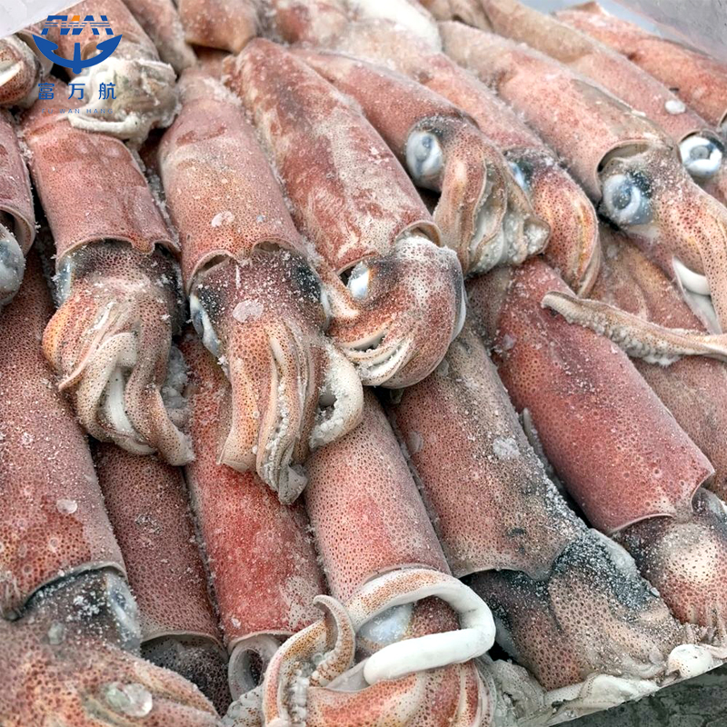Buy Frozen seafood Todarode Squid