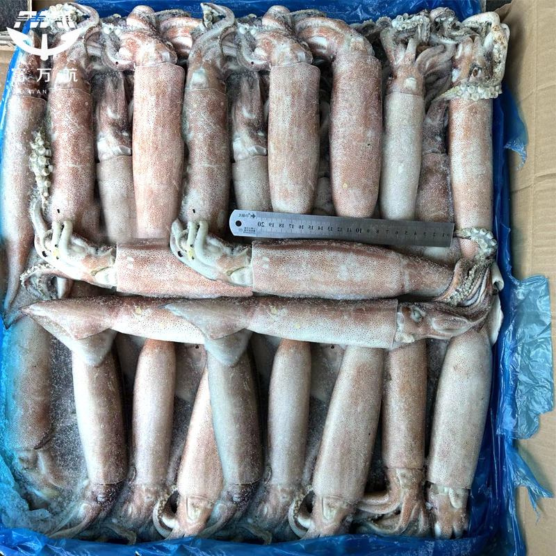 Buy Frozen seafood Todarode Squid