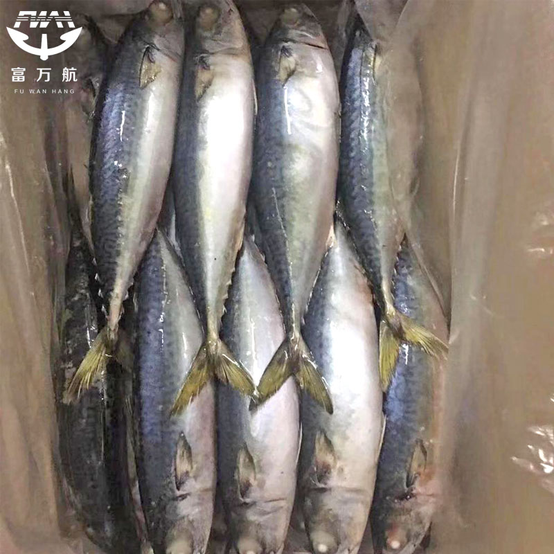 frozen mackerel