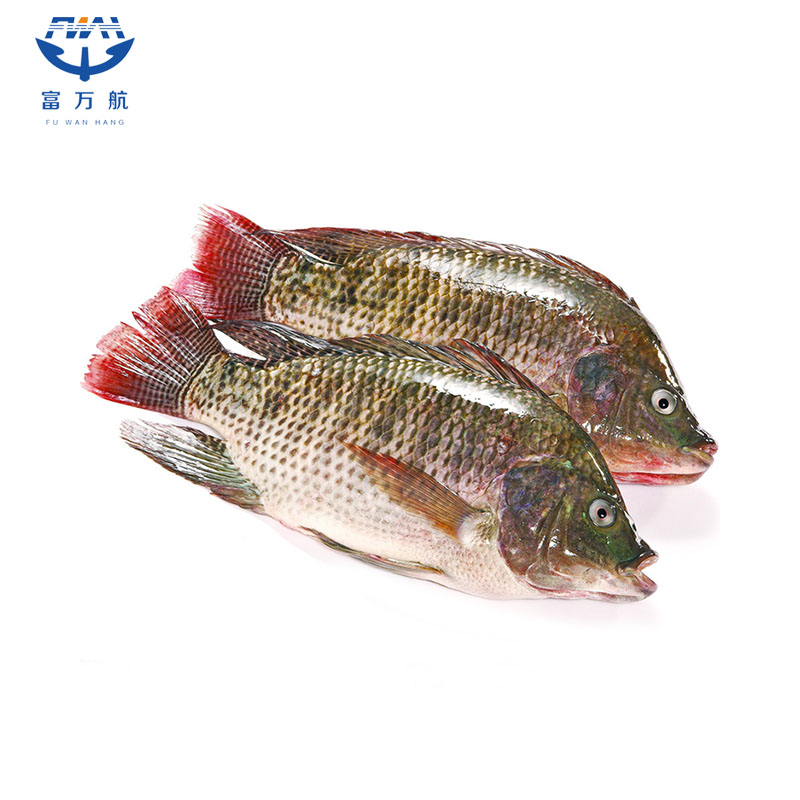 Frozen Tilapia