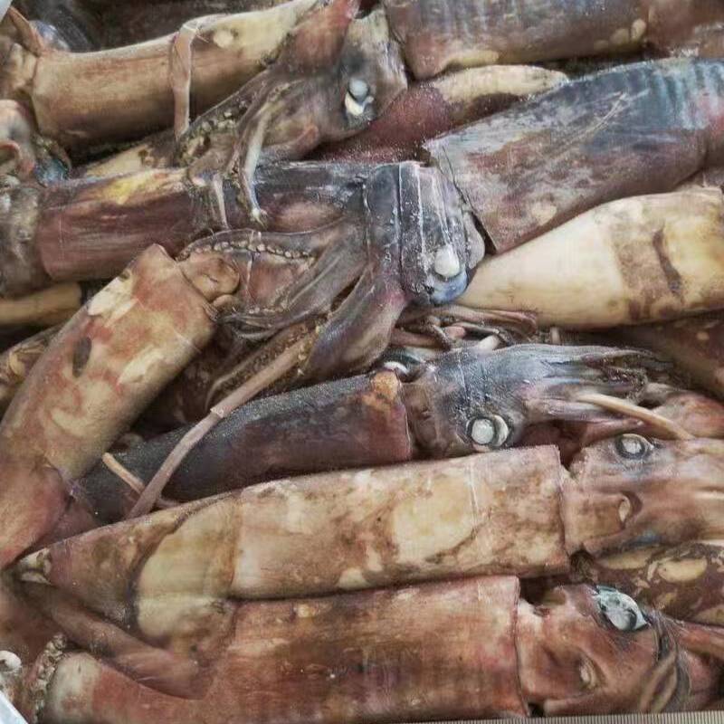 Indian squid whole