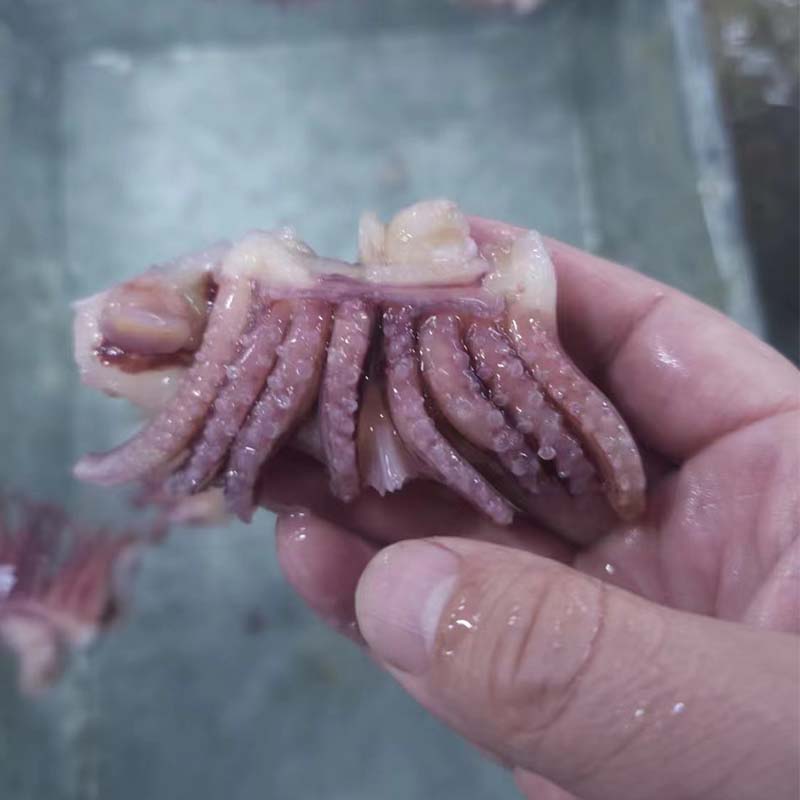 Frozen Baby Squid Tentacle
