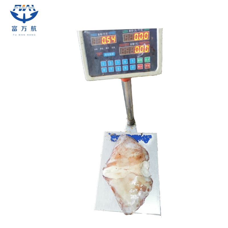 Frozen Seafood Peru Squid Wing