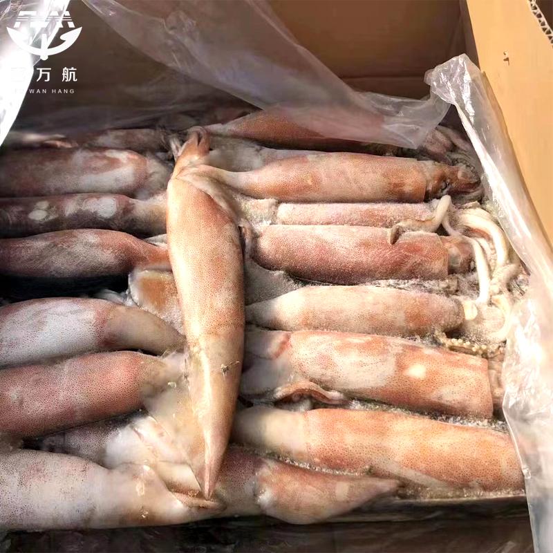 Buy Frozen seafood Todarode Squid