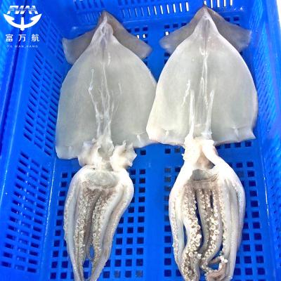 IQF illex squid fillet and head for global market