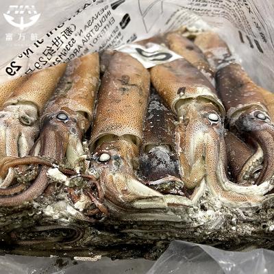 BQF illex squid raw whole squid