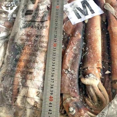 BQF illex squid raw whole squid