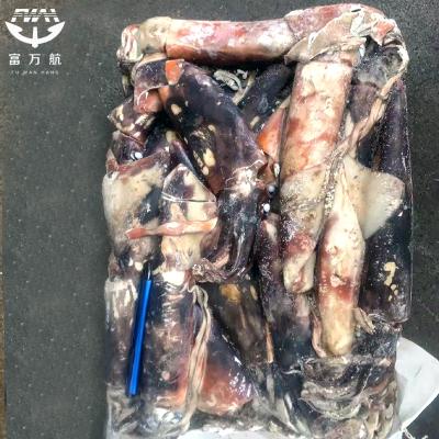 Frozen Equator Gigas Squid Export