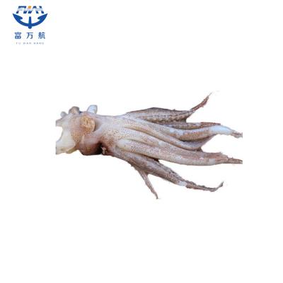 Frozen Seafood Small Size Indian Ocean Squid Head