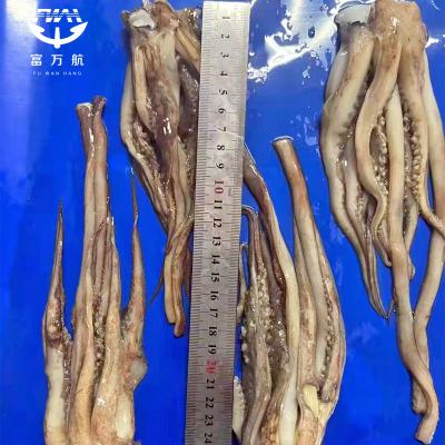 Frozen Seafood Equator Gigas Squid Tentacle Squid Head