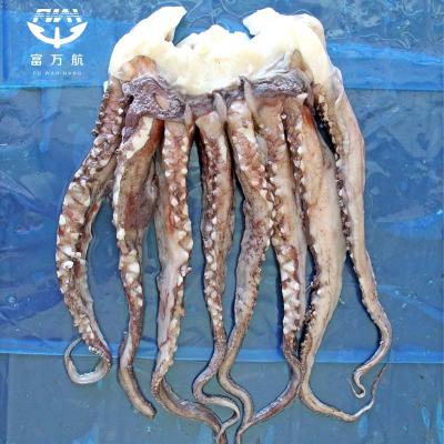 Frozen Seafood Giant Equator Squid Tentacle