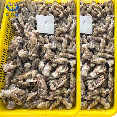 Frozen Seafood Equator Gigas Squid Tentacle Squid Head