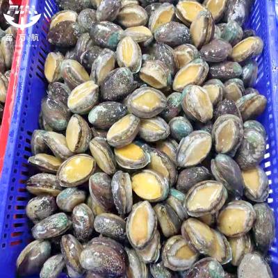 Frozen Seafood Abalone In Shell