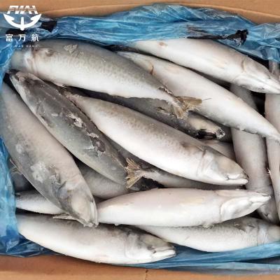Whole Round Fish Mackerel Wholesale With Factory Price
