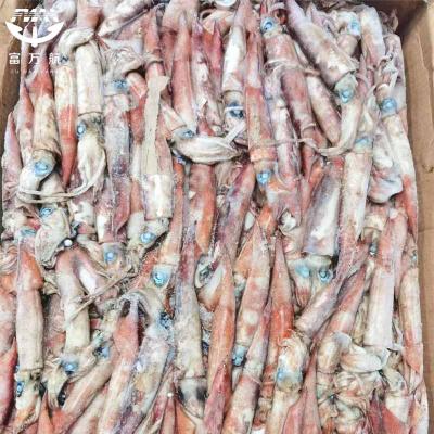 Whole Round Frozen North Pacific Squid