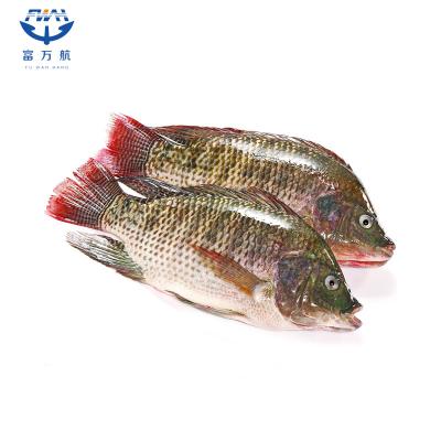 Frozen whole tilapia fish seafood manufacturer