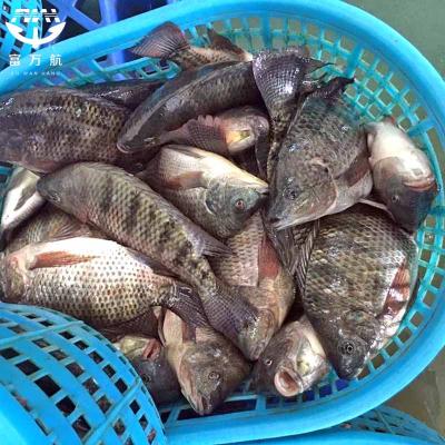 Frozen whole tilapia fish seafood manufacturer