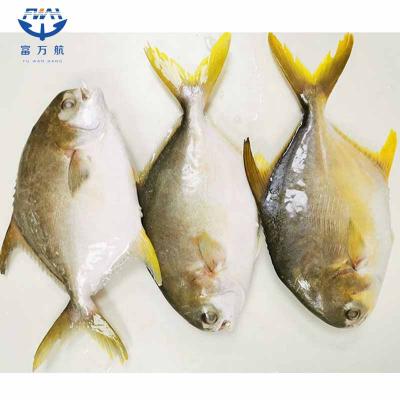 Frozen Fish Golden Pomfret Seafood