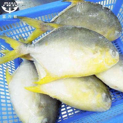 Frozen Fish Golden Pomfret Seafood