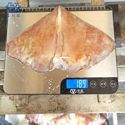 Frozen Seafood North Pacific Squid Wing